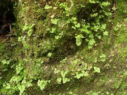 Image result for Samanea leptophylla
