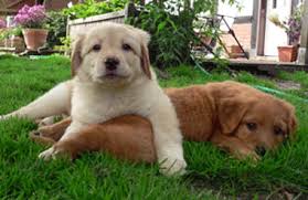 berliner blond 4 niedliche welpen hovawart waldkatze