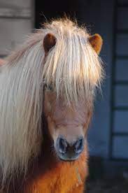 Différences entre poneys et chevaux - Fizzy.horse