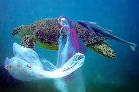 More Than 100 000 Marine Mammals One Million Sea Birds Die Yearly From Plastic Entanglement The Material S Production Animals Ocean Pollution Marine Animals