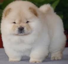Get advice from breed experts and make a safe choice. Affectionate Chow Chow Puppies For Sale Chow Puppies For Sale Chow Chow Dog Puppy Chow Chow Puppy
