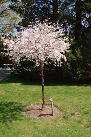 Every spring, thousands of people from all over the country flock to washington d.c. 7 Best Dwarf Trees Zone 5 Ideas Dwarf Trees Garden Trees Flowering Trees