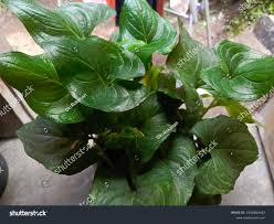 Image result for Cyanastrum johnstonii