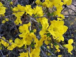 Image result for Rhigozum zambesiacum