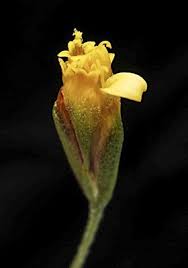 Image result for Schkuhria pinnata