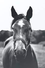 Check spelling or type a new query. Black And White Horse Pictures Download Free Images On Unsplash