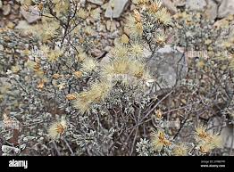 Image result for Pteronia mucronata