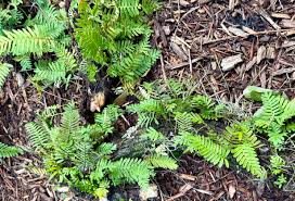 Image result for Pleopeltis