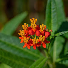 Image result for Asclepias curassavica
