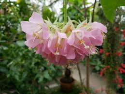 Image result for Dombeya kirkii