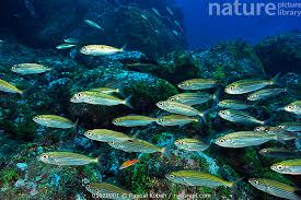 Image result for Boops boops