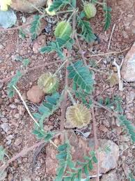 Image result for Tribulus zeyheri