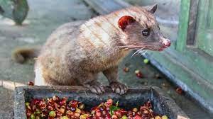 It was originally harvested from henrique sloper's farm in. The World S Most Expensive Coffee Made From Poop Of Civet Cat Is Made In India Hindustan Times