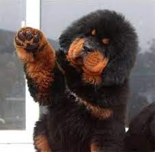 Image Detail For Tibetan Mastiff Price In India Tibetan Mastiff Puppy For Sale In Tibetan Mastiff Puppy Cute Animals Cute Dogs