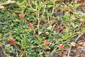 Image result for Indigofera hendecaphylla