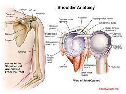 Many people with shoulder pain, weakness, and instability often need to focus on improvements in their scapular function to help improve their shoulder mechanics. Shoulder Pain Ahcn