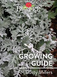 Dusty miller is the perfect textured leaf for any season — it blends in well with wintery white and silver color combos and lets more summery bright colored florals really stand out. Learn About Dusty Millers Burpee