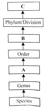 the given flow chart represents the hierarchy of various