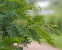 Image result for Acacia dealbata