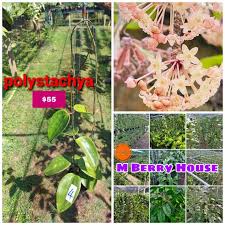 Image result for Polystachya spatella