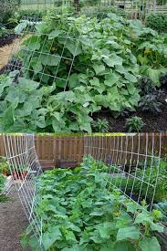 As the cucumbers grow, you will need to loop the plants through the fencing to train them to grow up your trellis. 15 Easy Diy Cucumber Trellis Ideas A Piece Of Rainbow