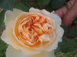Pin On Sarah S Rose Garden