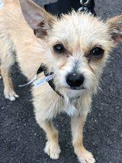 Angel is a 10 year old malchi. View Ad Malchi Dog For Adoption Near Minnesota Mankato Usa Adn 935214