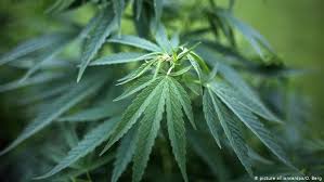 Khusus bagi anda yang ingin mendirikan online shop nama olshop yang hoki dan belum dipakai. Ganja Dinobatkan Sebagai Tanaman Obat Tahun 2018 Di Austria Dunia Informasi Terkini Dari Berbagai Penjuru Dunia Dw 20 02 2018