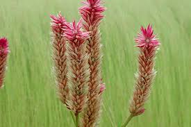 Image result for Celosia schweinfurthiana