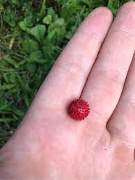 Very pale sky blue background tiny red berries accented in gold metallic. What Are These Small Round Red Berries Covered With Bumps On Low Growing Plants In Upstate New York Gardening Landscaping Stack Exchange