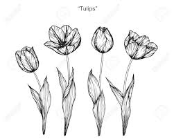 Tulpen Bluhen Zeichnen Und Skizzieren Mit Schwarz Weiss Line Art Lizenzfrei Nutzbare Vektorgrafiken Clip Arts Illustrationen Image 88939668