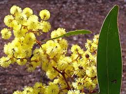 There's nothing quite like a garden overflowing with gorgeous flowers. Winter Wattles Nature Features Abc Science