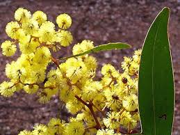 Besides the cyclamen, there are many other plants that bloom in winter, maybe less known but equally beautiful. Winter Wattles Nature Features Abc Science