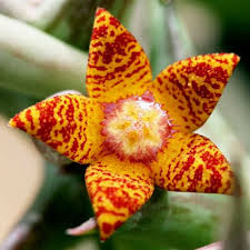 Image result for Orbea rogersii
