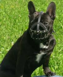 French Bulldog Muzzle For Dogs Safety And Comfortsmall Dog Muzzle Basket New Training Obedience Muzzles