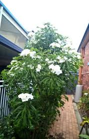 Plumeria