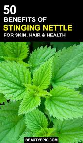 Make sure you know the safe way nettle tea comes from stinging nettles (urtica diocia), a perennial plant with soft hair on their they also inhibit the growth of pathogens that cause the uti and other related conditions, such as. Top 50 Benefits Of Stinging Nettle For Skin Hair And Health Stinging Nettle Herbs For Health Herbal Skin Care