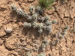 Image result for Hermannia grandistipula