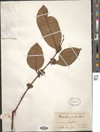 Image result for Clitandra cymulosa