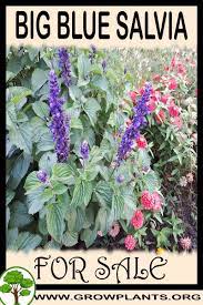 Pin On Plants For Sale