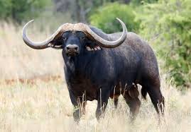 World S Most Expensive African Buffalo Valued At 11 1 Million African Buffalo Buffalo Animal Africa Animals
