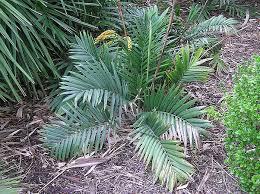 Image result for Chamaedorea radicalis