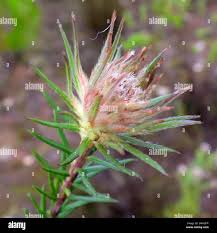 Image result for Phylica emirnensis