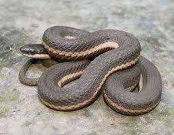 Queen Snake Beautiful Snakes Snake Snake Turtle