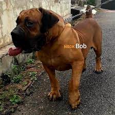 One historical source dated 1909 describes events in 1857, when a cross between a bulldog and a mastiff referred to as the boer hunting dog was the best dog . Boerboel Rottweiler Mix Rottweiler Vs Boerboel Breed Differences Similarities But A Pitbull Mix Will Zina Turek
