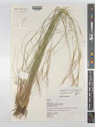 Image result for Stipagrostis uniplumis