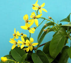 Image result for Tristellateia