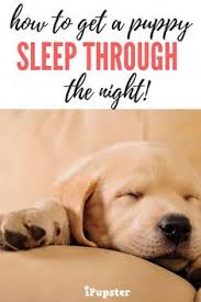 Can a puppy eat a cold puppy food? 50 Dog Sleeping Ideas Puppies Sleeping Dogs Pets