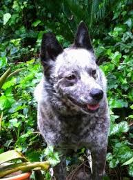 Search by zip code to meet available dogs in your area. 40 Bay Area Dog Rescue Ideas Dogs Rescue Dogs Rescue