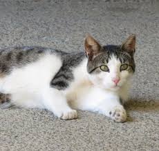 Check spelling or type a new query. Gray And White Cat With Green Eyes Lying On Side Staring At Camera Grey And White Cat Cats Grey Cats